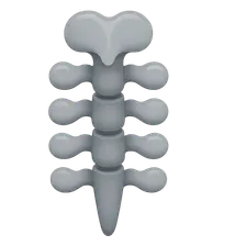 Development of the Vertebral Column