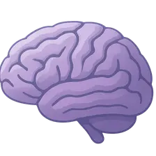Cerebral Cortex