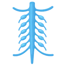 Sympathetic ganglia and rami