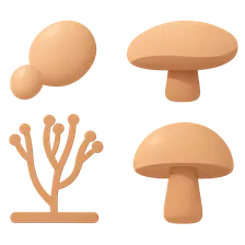 Classification of Fungi