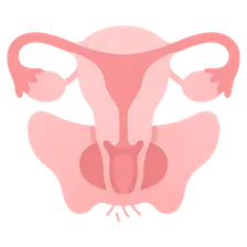 Pelvic Viscera