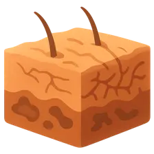Aging-related histological changes