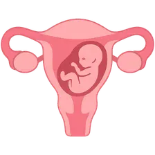 Endocrine Changes in Normal Pregnancy