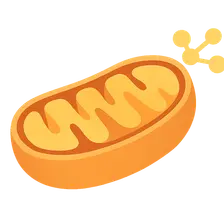 Oxidative Phosphorylation