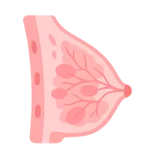 Breast Anatomy and Physiology