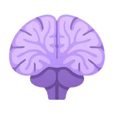 Cerebellum