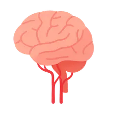 Blood Supply of the Brain