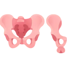 Gender Differences in Pelvic Anatomy