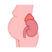 Adrenal Disorders in Pregnancy