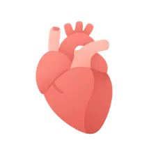 Phases of the cardiac cycle