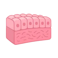 Epithelial Tissue