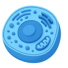 Cell structure and organelles