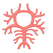 Collateral circulation