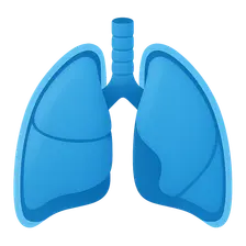 Pleura and Lungs