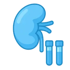 Kidney Function Tests