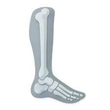 Leg and Foot