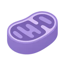 Mitochondrial Disorders