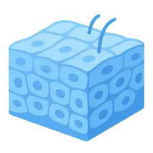 Microscopic Anatomy of Epithelial Tissues