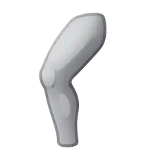 Thigh and Popliteal Fossa