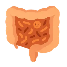 Gut microbiome interactions
