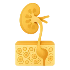 Urinary system histology