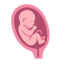 Parturition physiology