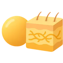 Vitamin C and Collagen Synthesis