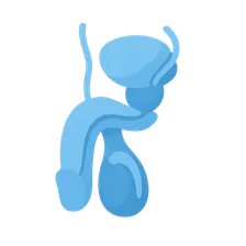 Male reproductive organs