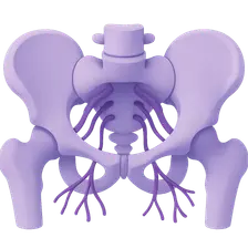 Pelvic Innervation