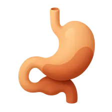Foregut development and derivatives