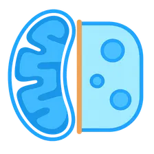 Compartmentalization between mitochondria and cytosol