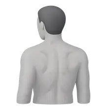 Surface Anatomy of the Back