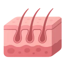 Skin histology