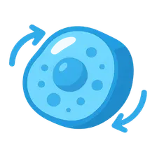 Cell Volume Regulation