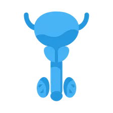 Urogenital Organs