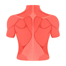 Back Muscles and Fasciae