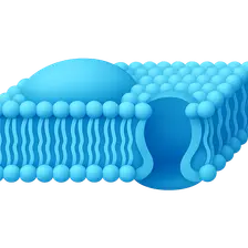 Lipid Rafts and Caveolae