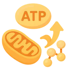 ATP as Energy Currency