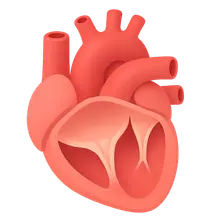 Valve function during cardiac cycle