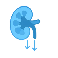 Renal excretion mechanisms