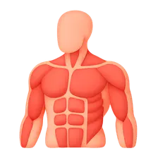 Muscular System