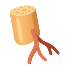 Vascularized Bone Grafts