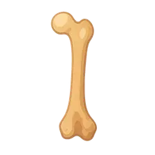 Bone Biology and Growth