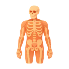 Musculoskeletal system overview