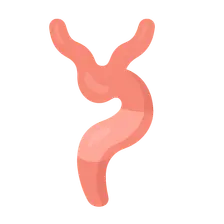 Primitive heart tube formation