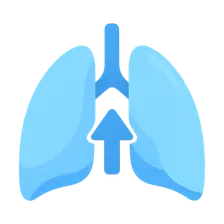 Respiratory adaptations during exercise