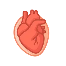 Heart and Pericardium