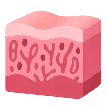 Female reproductive histology