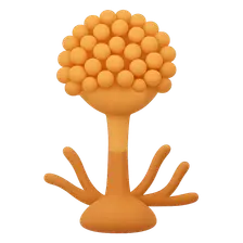 Aspergillus species