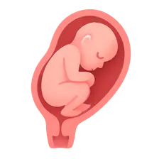 Physiology of parturition